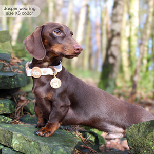 Disney© Waterproof Collar - Winnie The Pooh