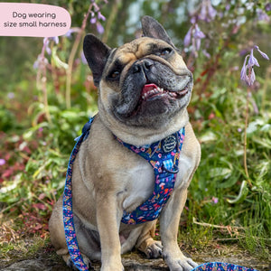 Disney© Tough Trails™ Harness - Alice In Wonderland