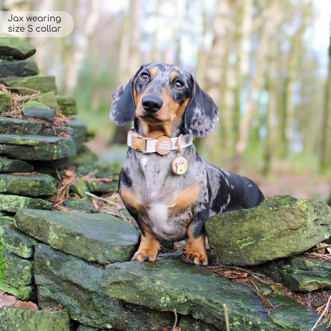 Disney© Waterproof Collar - Winnie The Pooh