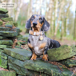 Disney© Waterproof Collar - Winnie The Pooh