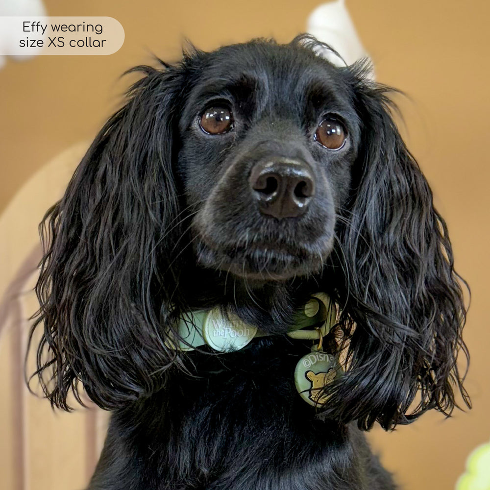 Disney© Waterproof Collar - 100 Aker Wood