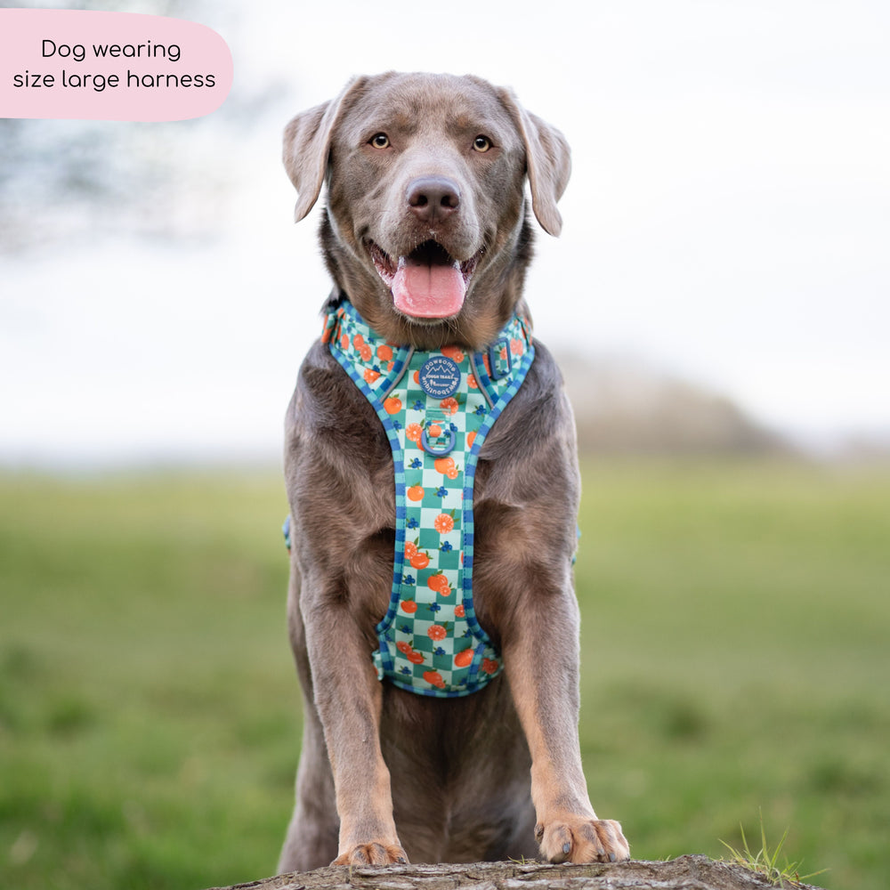 Tough Trails™ Harness -  Fruit Punch