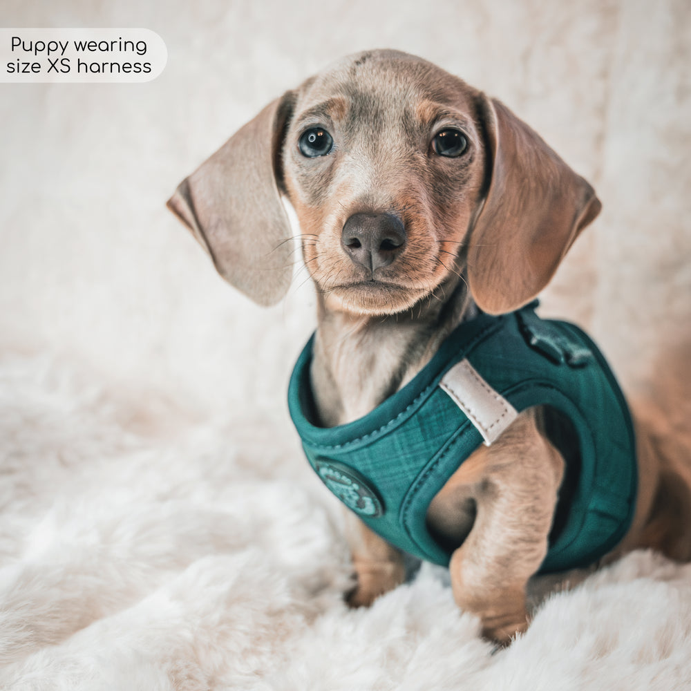 Pawsome Pup Harness - Emerald