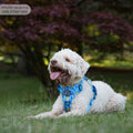 Disney© Tough Trails™ Harness - Simba