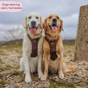 Tough Trails™ Harness - Walkies Ready® Chocolate Brown