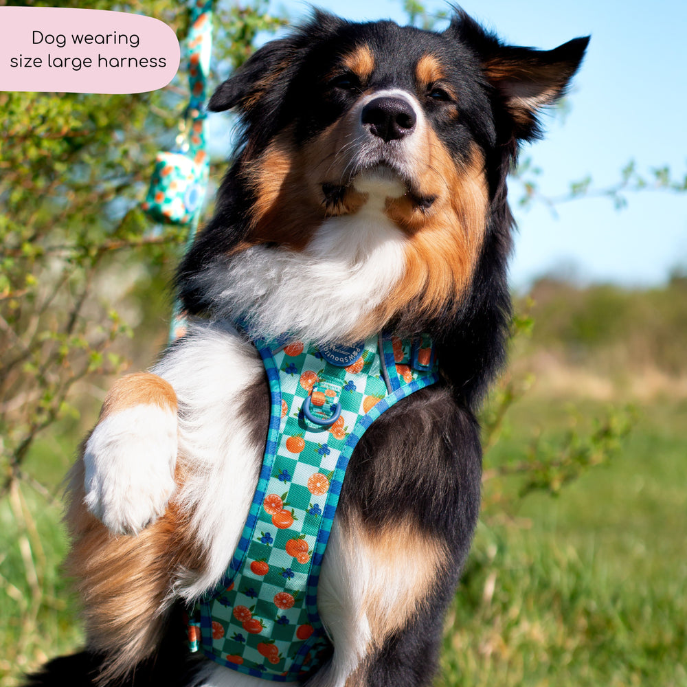 Tough Trails™ Harness -  Fruit Punch