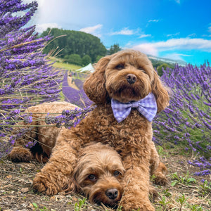 Disney© Bow Tie - Bambi + Friends Lilac Gingham