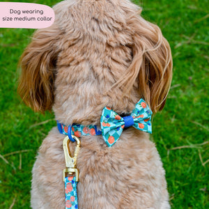 Collar - Fruit Punch