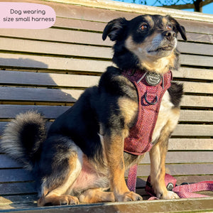 Tough Trails™ Harness - Country Burgundy