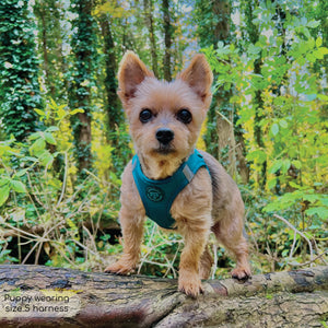 Pawsome Pup Harness - Emerald
