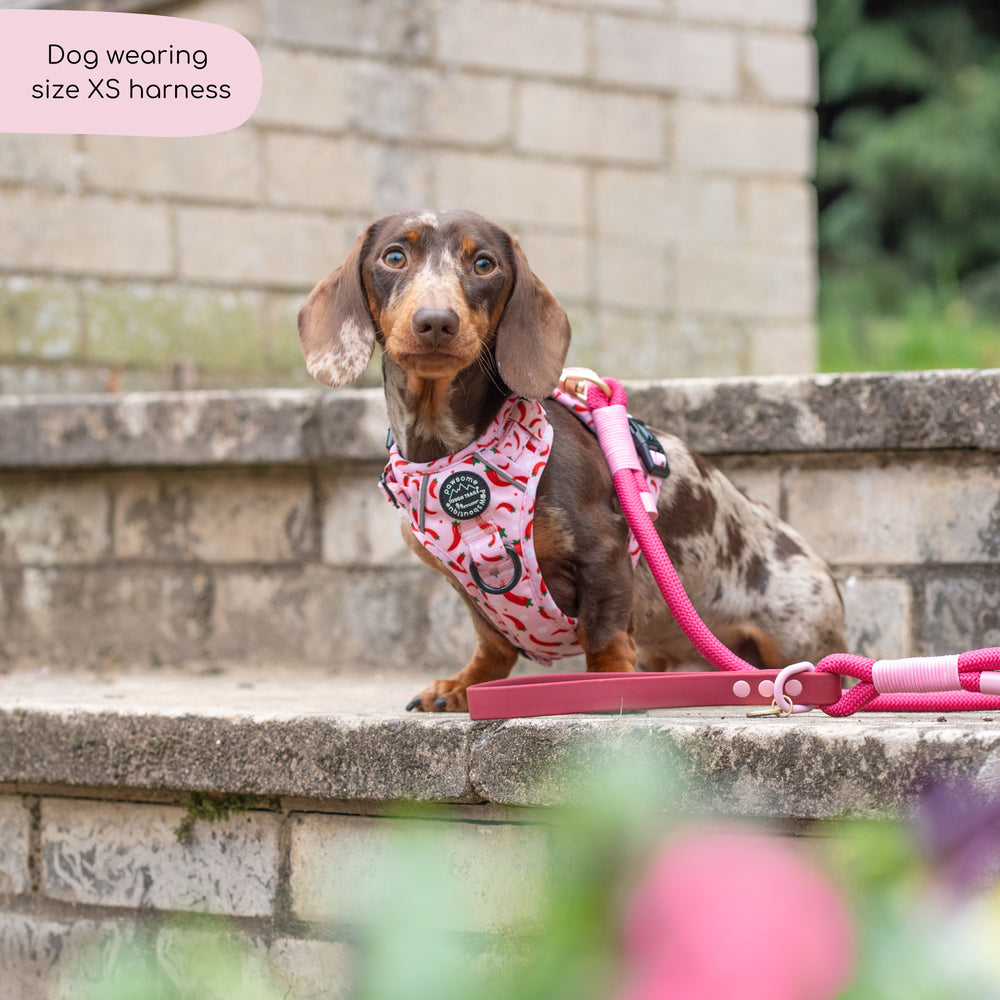 Tough Trails™ Harness - Chilli Dog