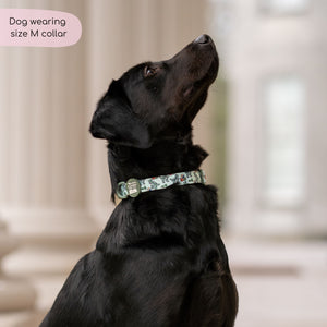 Disney© Collar - Rex