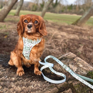 Disney© Lead - 100 Aker Wood