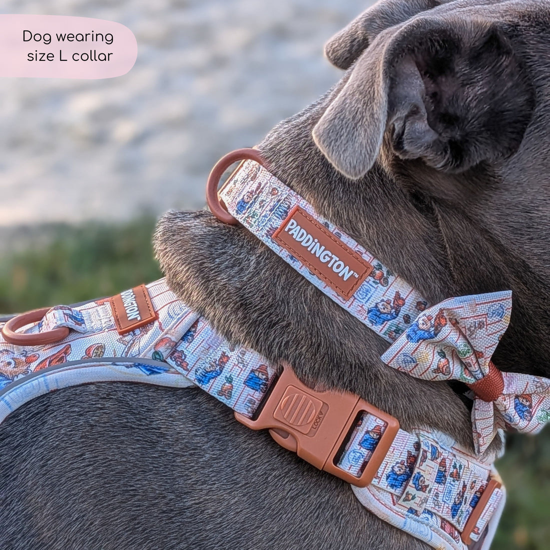 Paddington™ Collar - Peckish Paddington