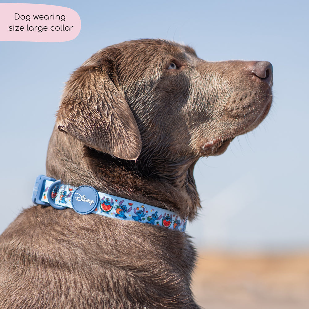 Disney© Collar - Stitch's Fruit Fiesta