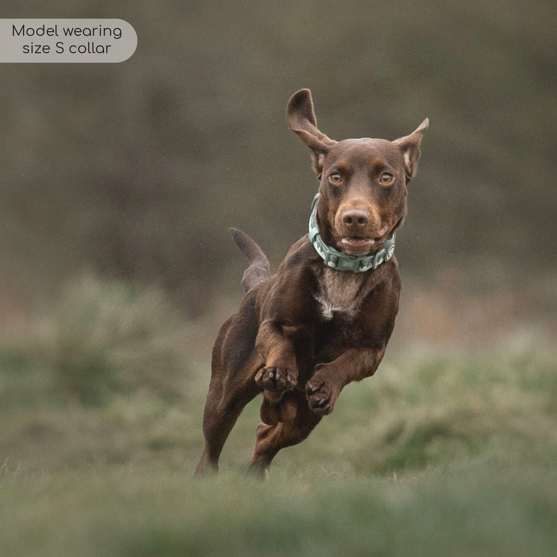 Collar - Walkies Ready® Forest Green