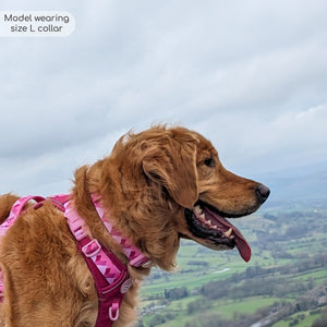 Collar - Walkies Ready® Raspberry Pink