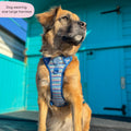 Tough Trails™ Harness -  Sailor Stripes