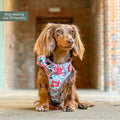 Disney© Tough Trails™ Harness - Dumbo