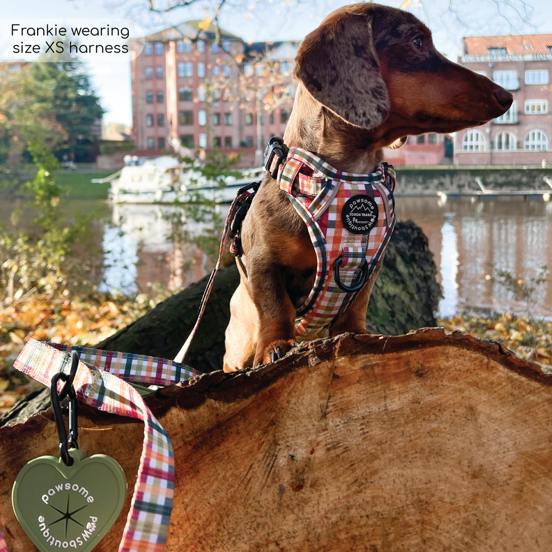 Lead - Plaid Pup