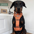 Tough Trails™ Harness -  Golden Acre