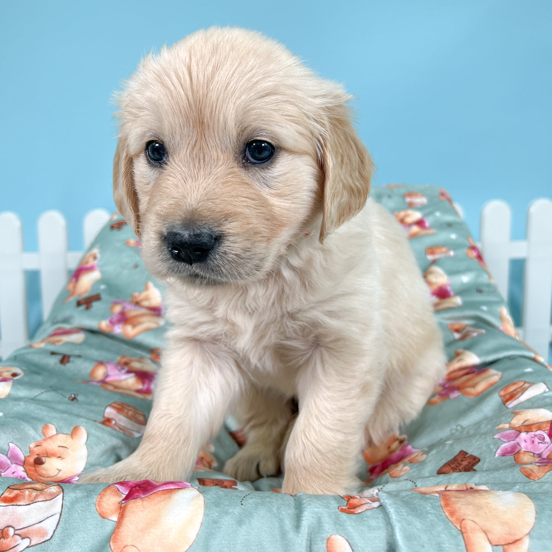 Disney© Dog Blanket - Winnie The Pooh