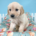 Disney© Dog Blanket - Winnie The Pooh
