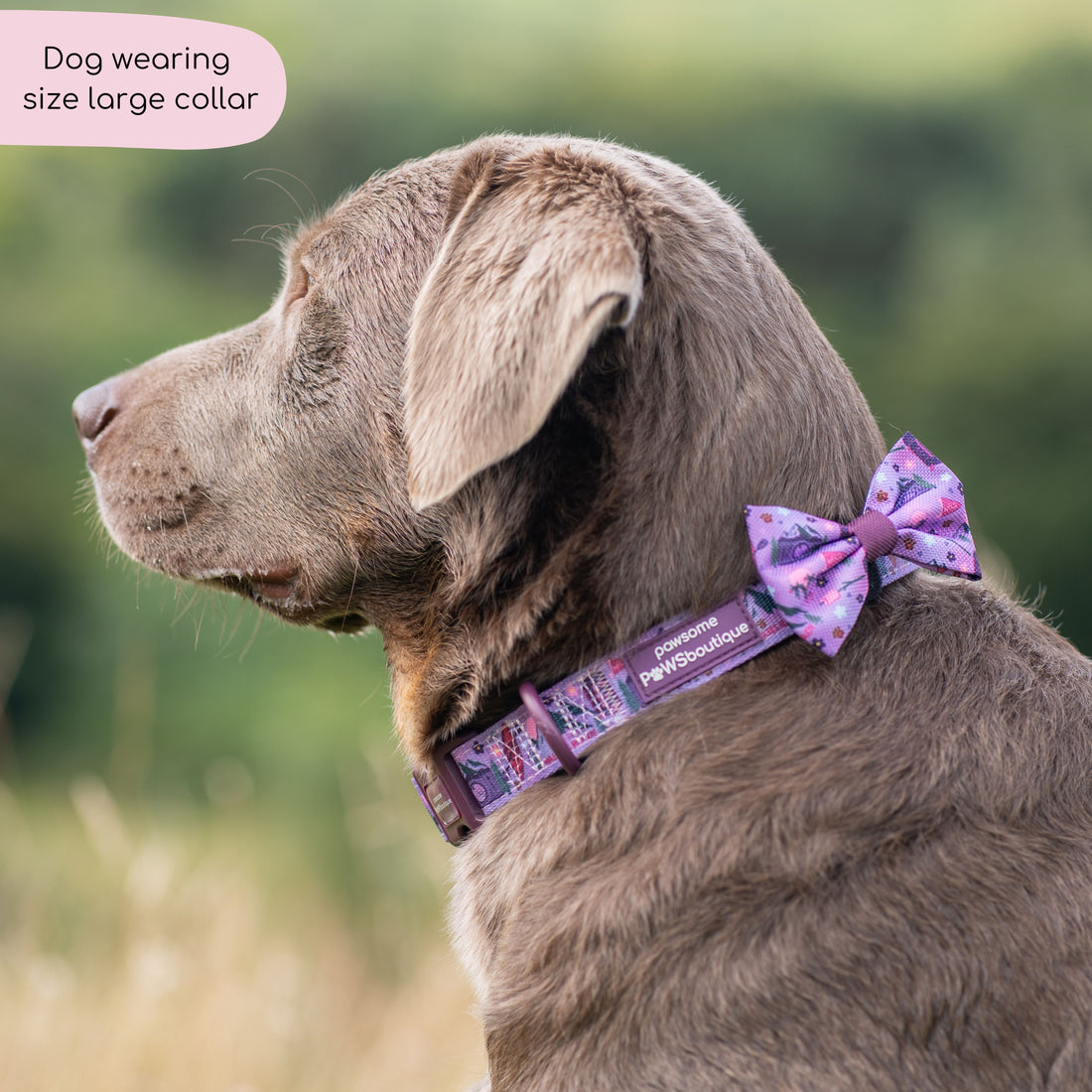 Collar - Roaming Wild