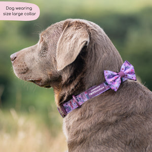 Collar - Roaming Wild