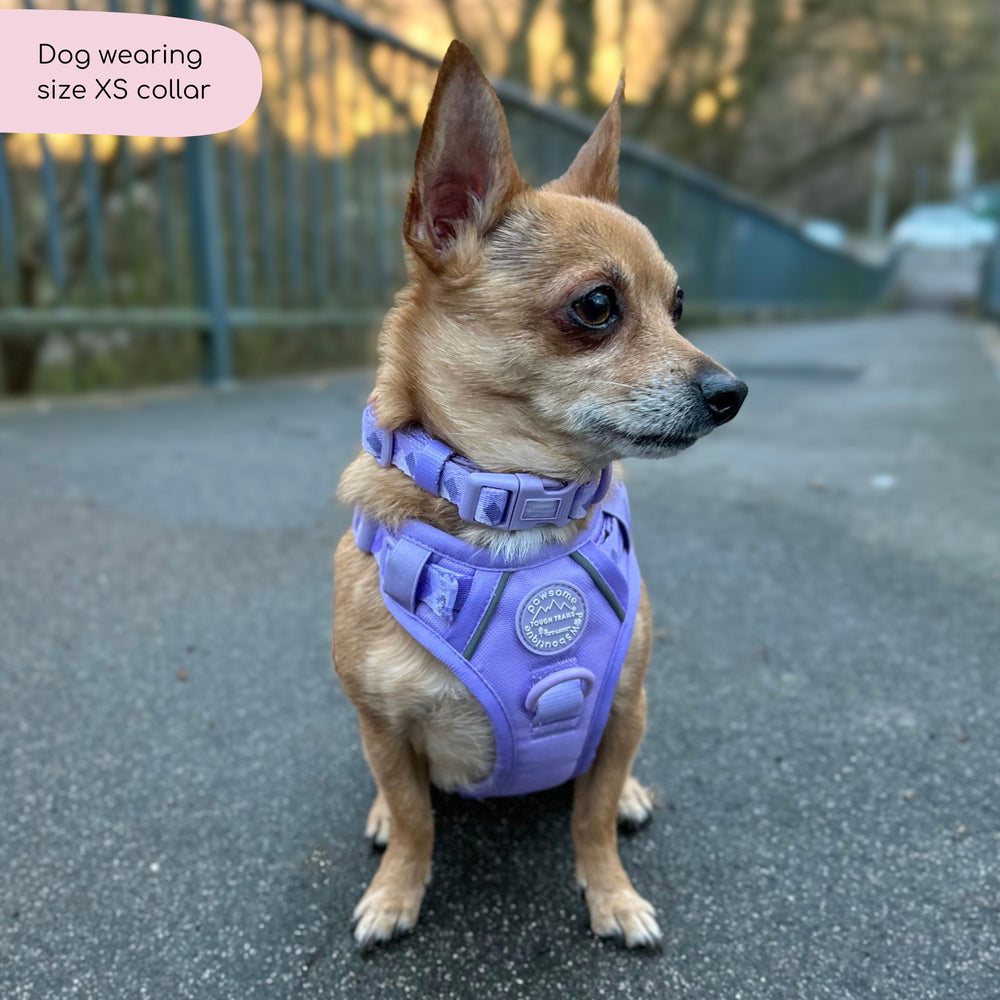 Collar - Walkies Ready® Lavender Lilac
