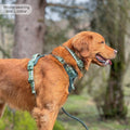 Collar - Walkies Ready® Forest Green