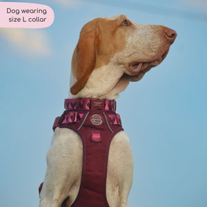 Collar - Walkies Ready® Mulberry