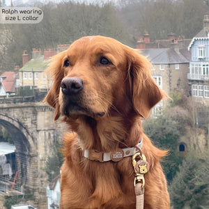 Disney© Waterproof Collar - Winnie The Pooh