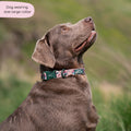 Collar - Adventure Awaits