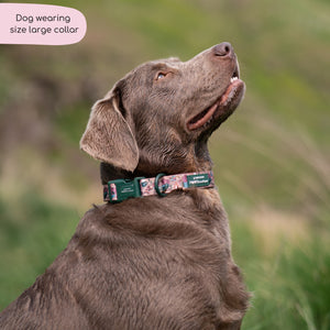 Collar - Adventure Awaits