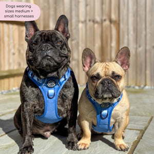 Tough Trails™ Harness - Walkies Ready® Cornflower Blue