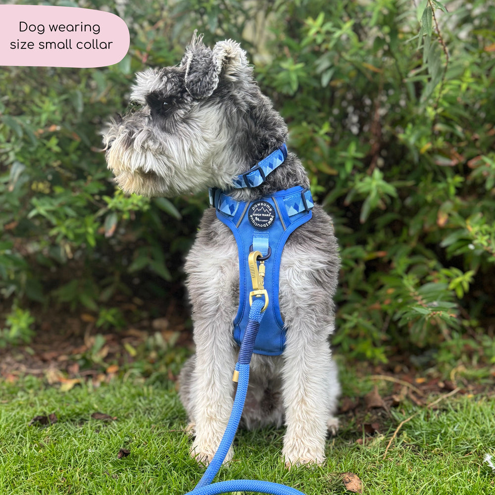 Collar - Walkies Ready® Cornflower Blue