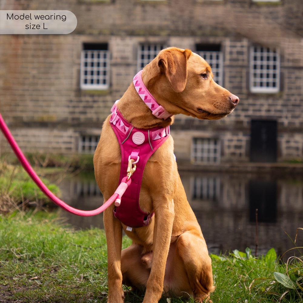 Collar - Walkies Ready® Raspberry Pink