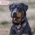 Collar – Walkies Ready® Chocolate Brown