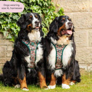 Tough Trails™ Harness -  Adventure Awaits