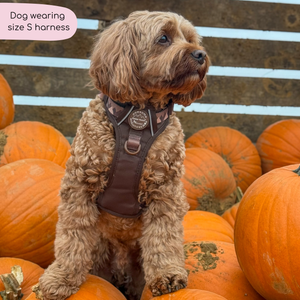 Tough Trails™ Harness - Walkies Ready® Chocolate Brown