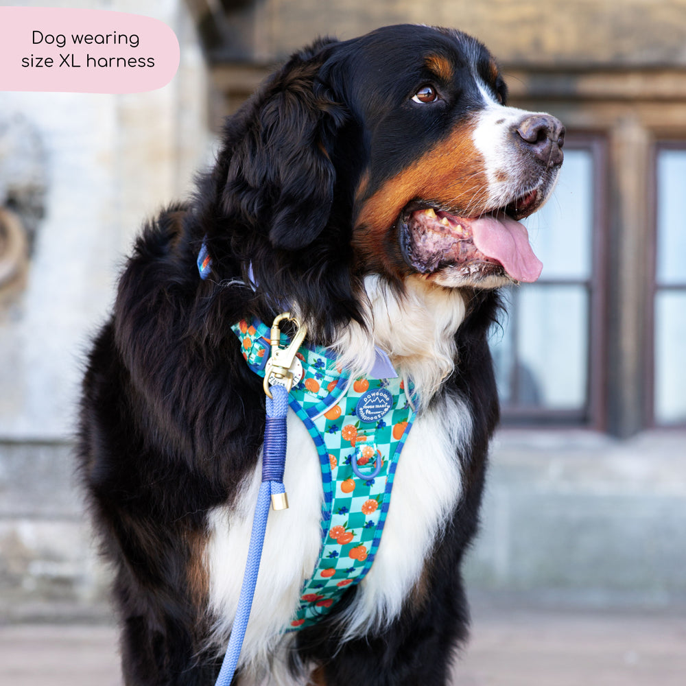 Tough Trails™ Harness -  Fruit Punch