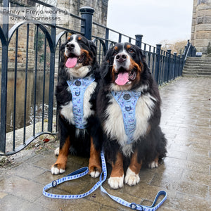 Disney© Tough Trails™ Harness - Eeyore