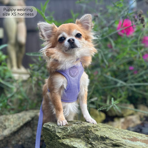 Pawsome Pup Harness - Lilac