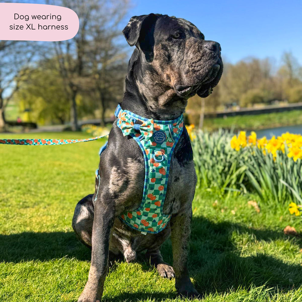 Tough Trails™ Harness -  Fruit Punch