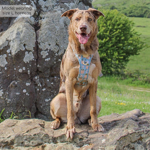 Disney© Tough Trails™ Harness - Lion Friends