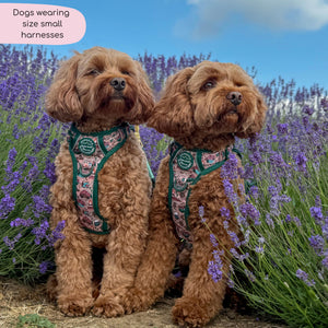 Tough Trails™ Harness -  Adventure Awaits