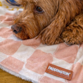 Paddington™ Dog Blanket - Peckish Paddington