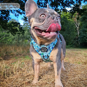 Tough Trails™ Harness - Dinky Dino