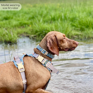 Disney© Collar - Lion Friends